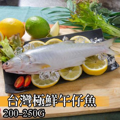 台灣極鮮午仔魚200g-250g