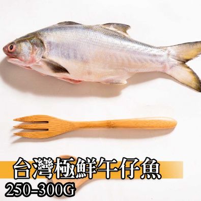 台灣極鮮午仔魚250g-300g共9包免運組