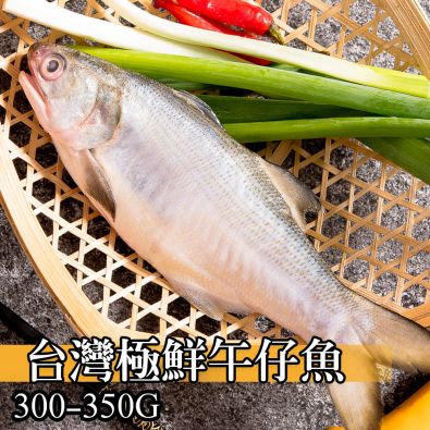 台灣極鮮午仔魚300g-350g